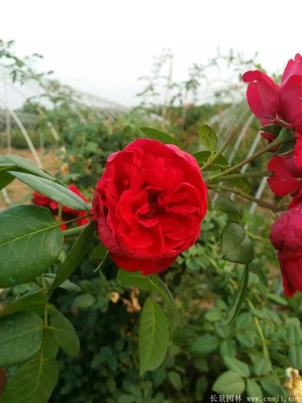 月季花图片基地实拍