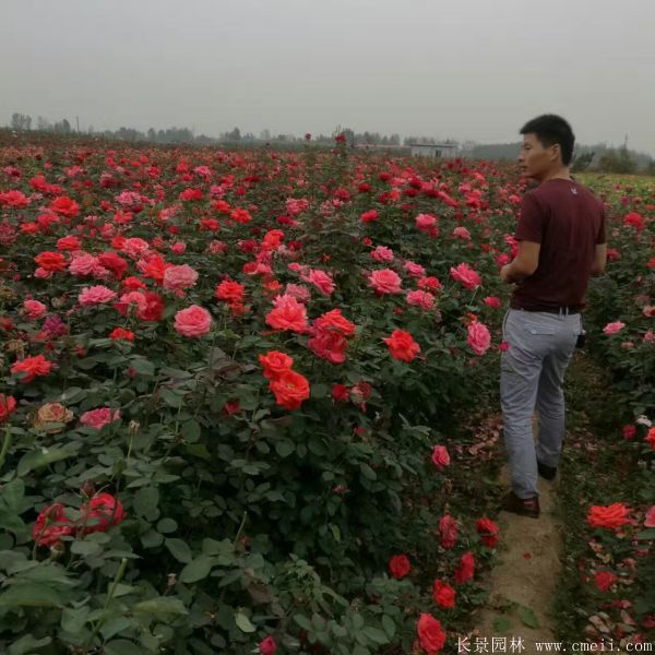 月季花图片基地实拍