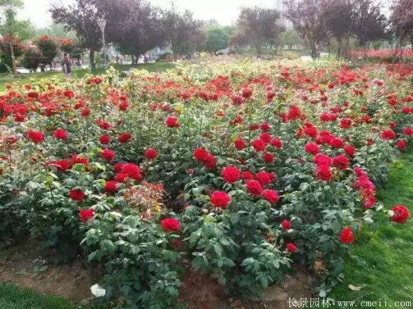 月季花图片基地实拍