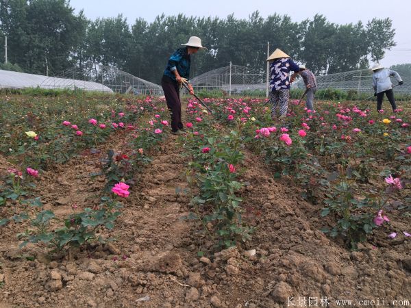 月季花图片基地实拍