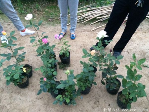 月季花图片基地实拍