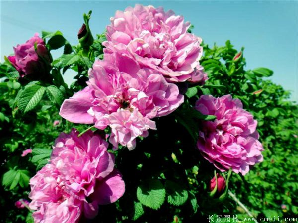 玫瑰花苗图片基地实拍 玫瑰花苗图片基地实拍