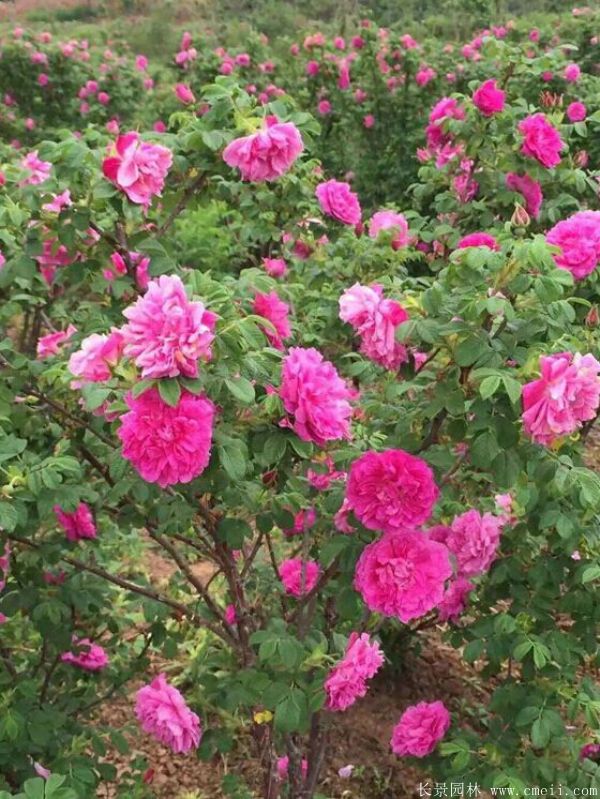 玫瑰花苗图片基地实拍 玫瑰花苗图片基地实拍