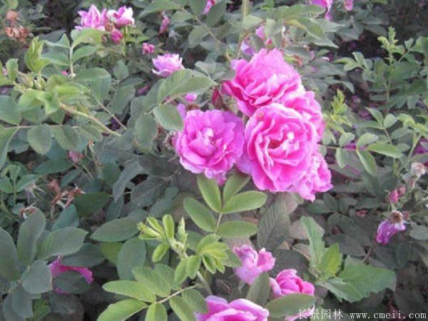 玫瑰花苗图片基地实拍 玫瑰花苗图片基地实拍