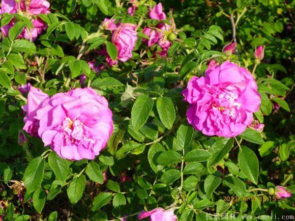 玫瑰花苗图片基地实拍 玫瑰花苗图片基地实拍
