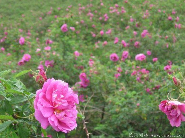 玫瑰花苗图片基地实拍