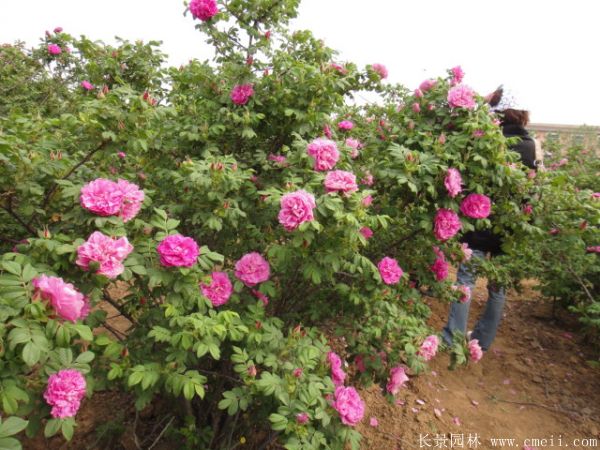 玫瑰花苗图片基地实拍 玫瑰花苗图片基地实拍