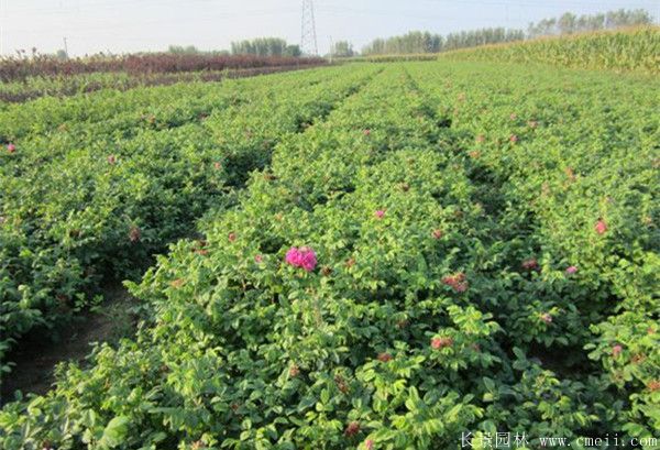 玫瑰花苗图片基地实拍