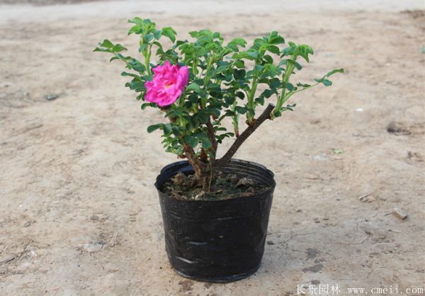 玫瑰花苗图片基地实拍 玫瑰花苗图片基地实拍