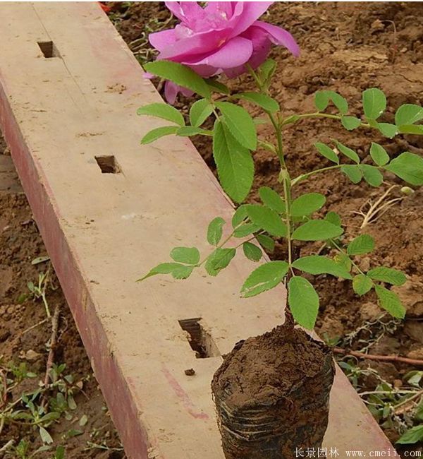 玫瑰花苗图片基地实拍 玫瑰花苗图片基地实拍