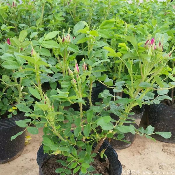 玫瑰花苗图片基地实拍 玫瑰花苗图片基地实拍