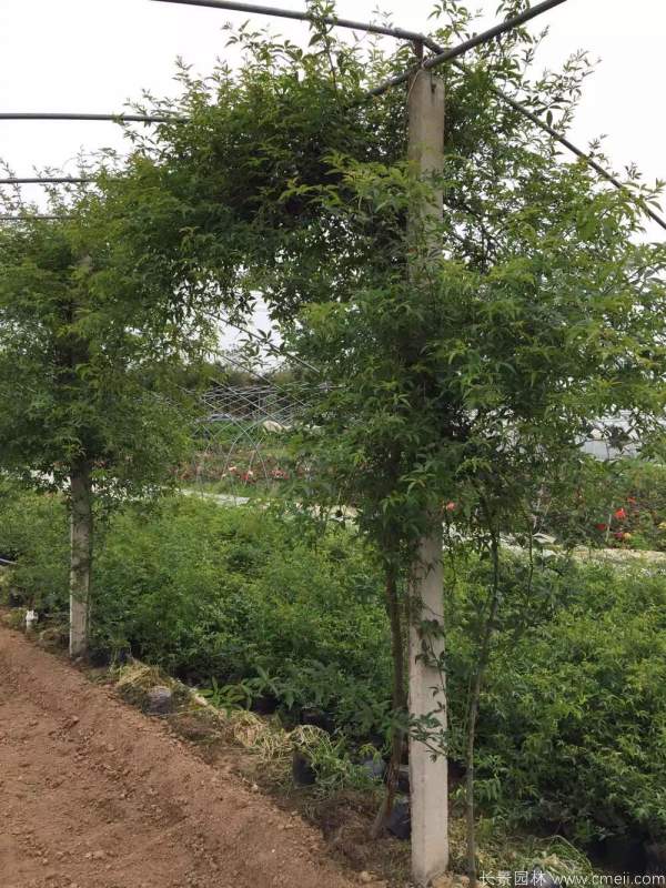 木香苗图片基地实拍 木香苗图片基地实拍