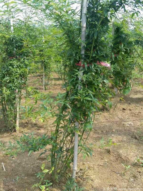 黄木香图片基地实拍