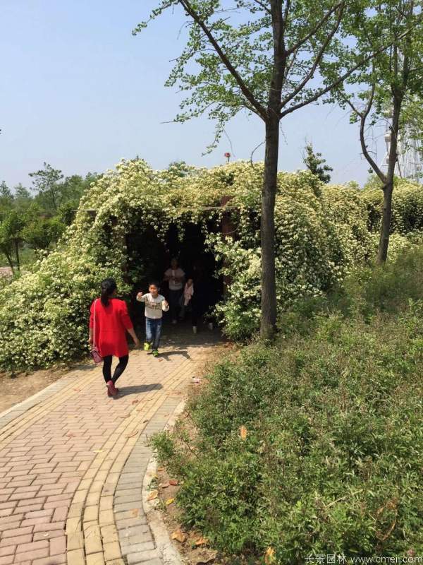 黄木香开花效果图