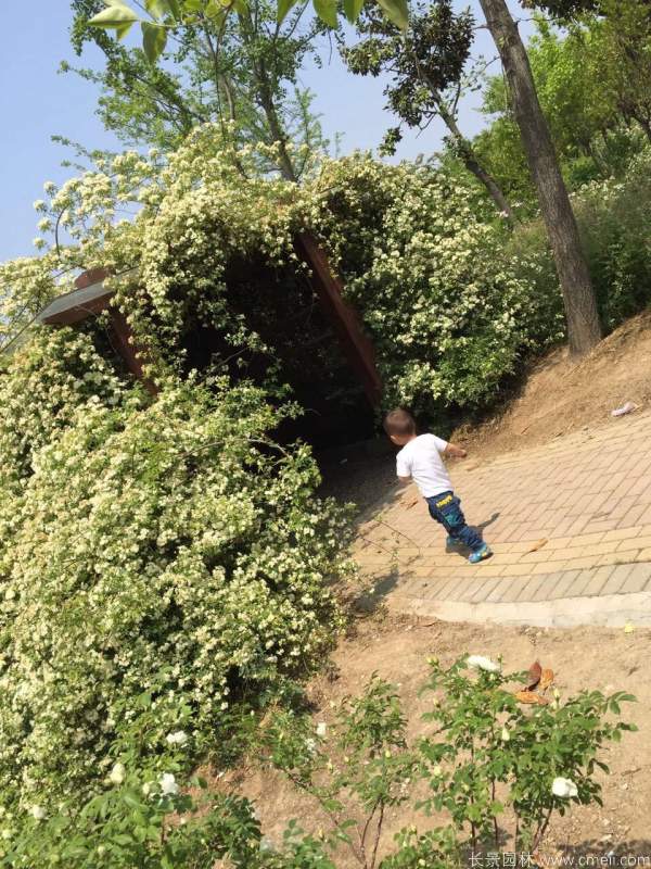 木香苗图片基地实拍 木香苗图片基地实拍