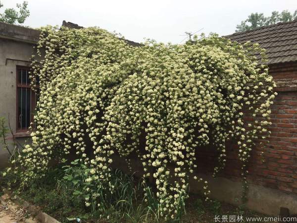 黄木香开花效果图