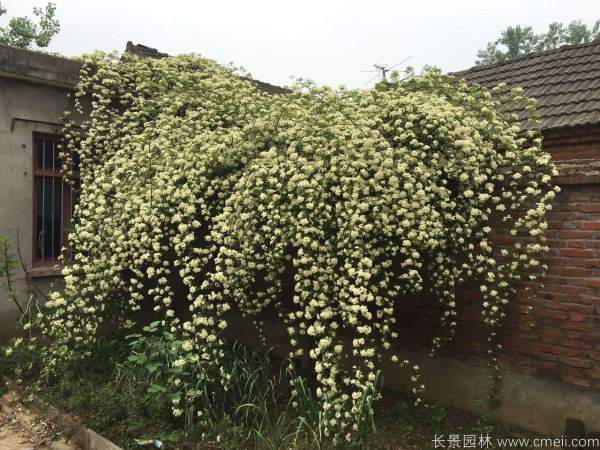 木香苗图片基地实拍