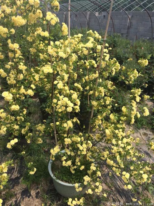 黄木香苗图片基地实拍