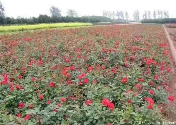 丰花月季图片基地实拍