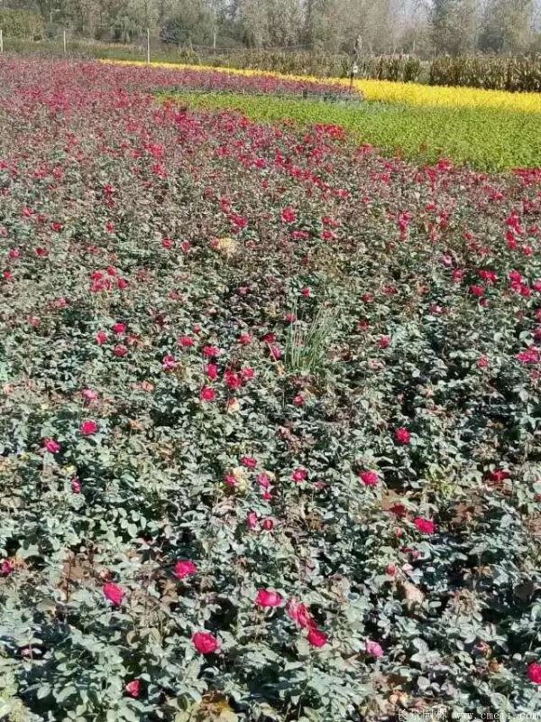 丰花月季图片基地实拍