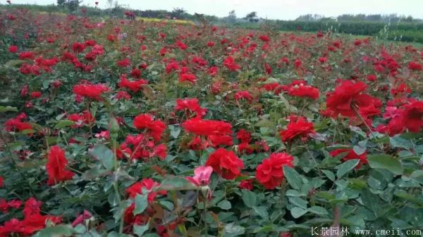 丰花月季图片基地实拍