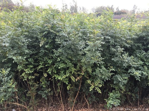 黄刺玫种子发芽出苗图片