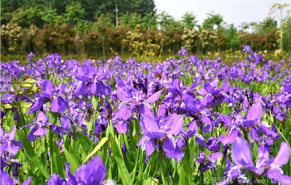 鸢尾花图片基地实拍