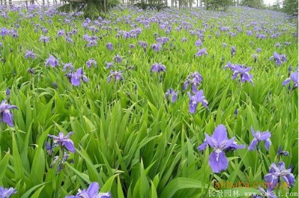 蓝花鸢尾基地实拍图片