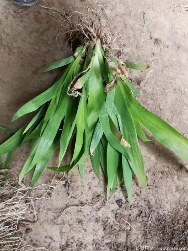 鸢尾草基地实拍图片