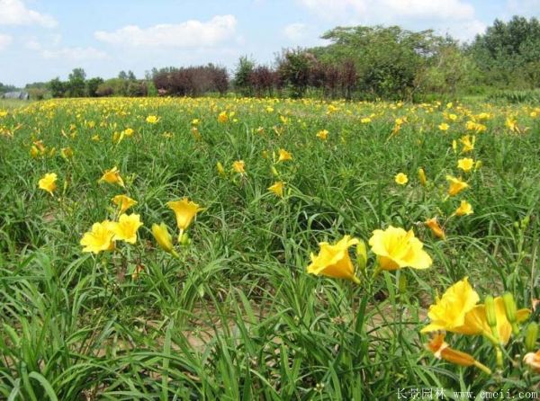 黄花萱草基地实拍图片