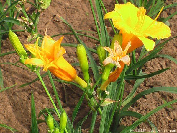 黄花萱草基地实拍图片