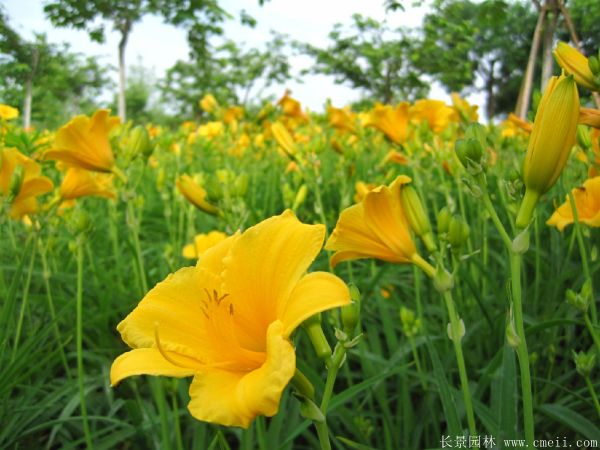 黄花萱草基地实拍图片