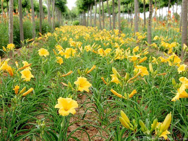 黄花萱草基地实拍图片