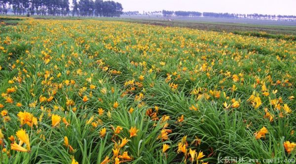 黄花萱草基地实拍图片