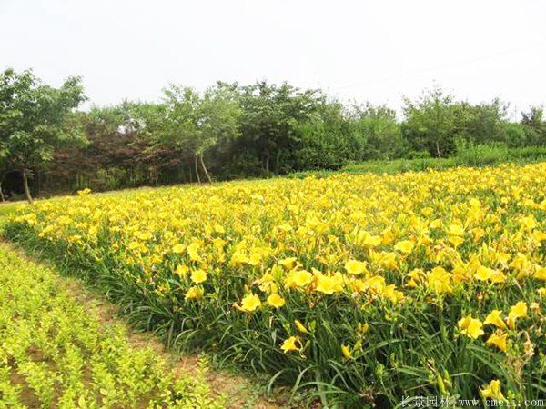 金娃娃萱草图片基地实拍