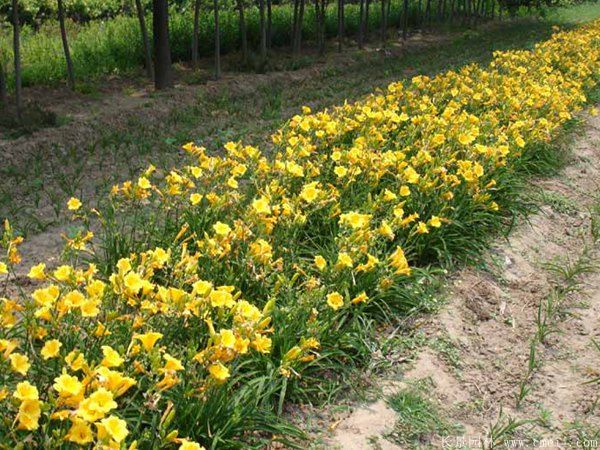 黄花萱草基地实拍图片