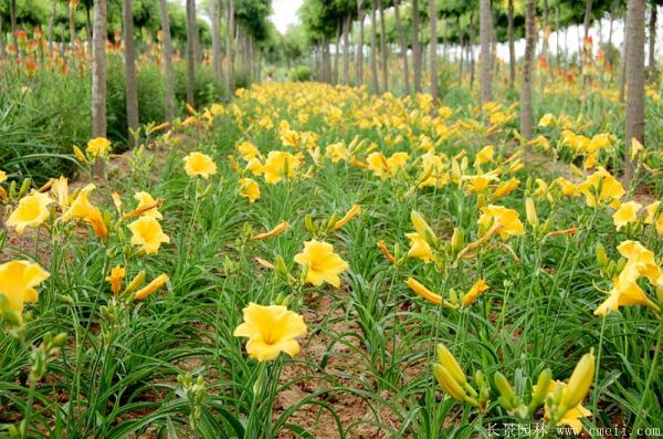 黄花萱草基地实拍图片