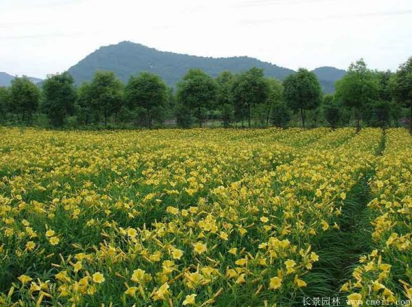 黄花萱草基地实拍图片