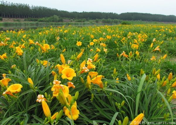 黄花萱草基地实拍图片