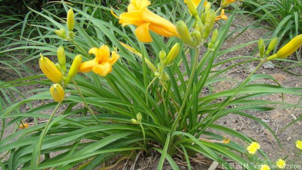 黄花萱草基地实拍图片