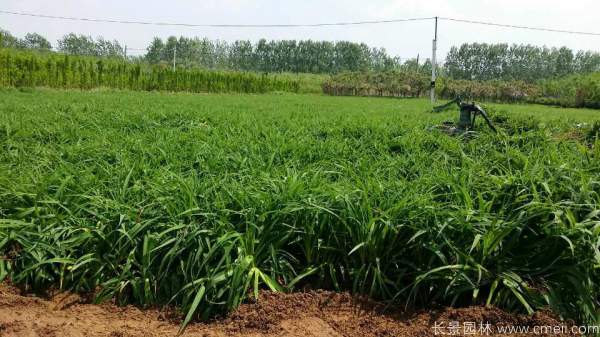 常绿萱草基地实拍图片