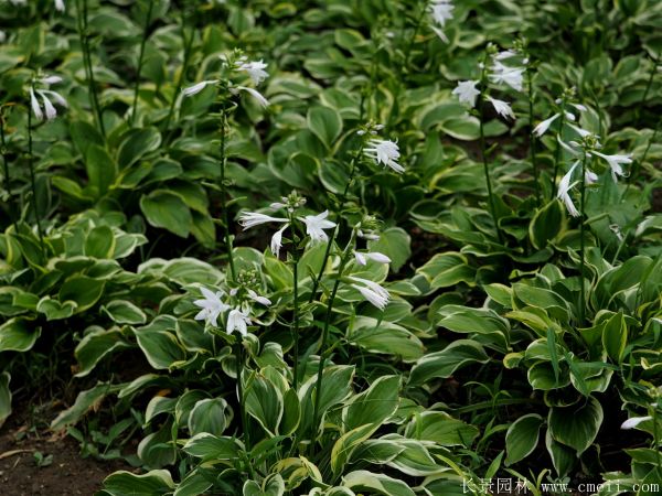 玉簪花图片基地实拍