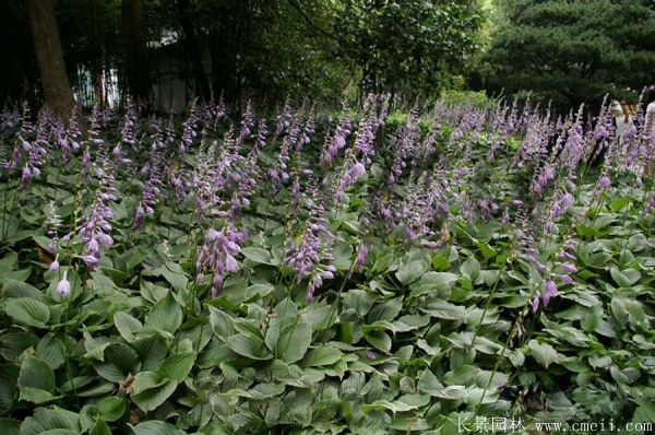 玉簪花图片基地实拍