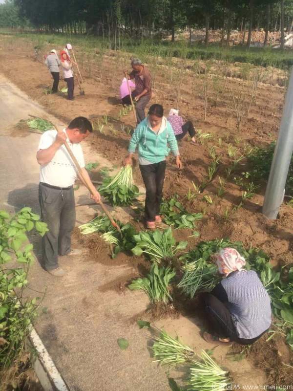 玉簪花图片基地实拍