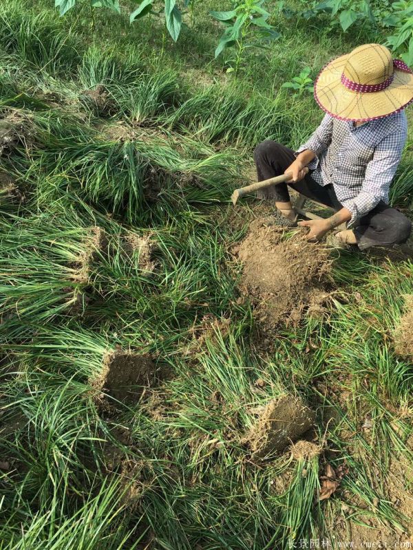 沿阶草基地实拍图片