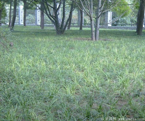 吉祥草基地实拍图片