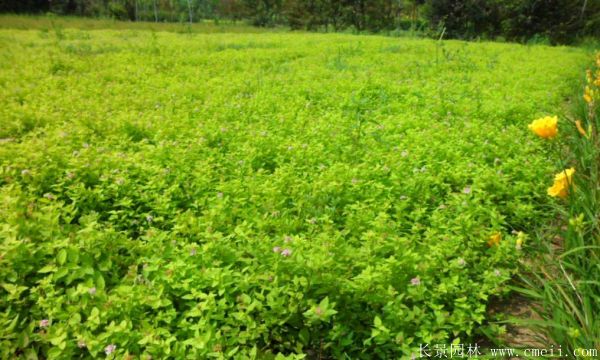 金叶莸基地实拍图片