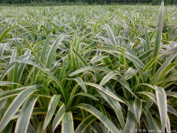 金边沿阶草基地实拍图片