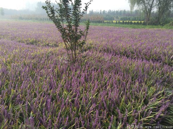 花叶麦冬基地实拍图片