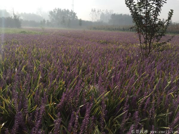 金边沿阶草基地实拍图片